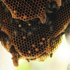 Come riconoscere un nido di api