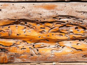 Tarli e infestanti del legno