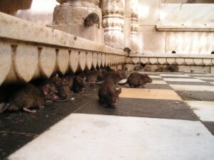 india, rat temple, rats, holy, rat temple, rats, rats, rats, rats, rats