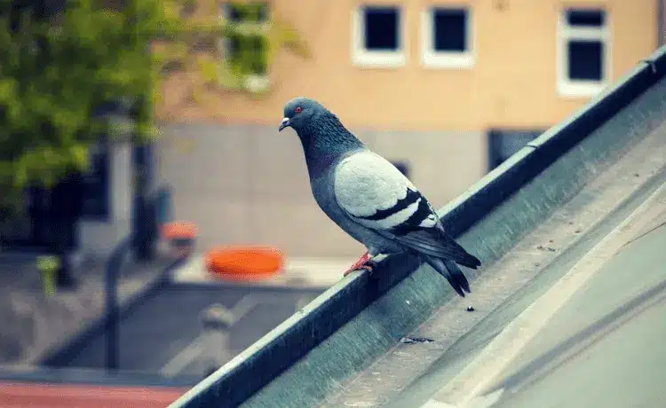 Allontanamento-piccioni-condominio